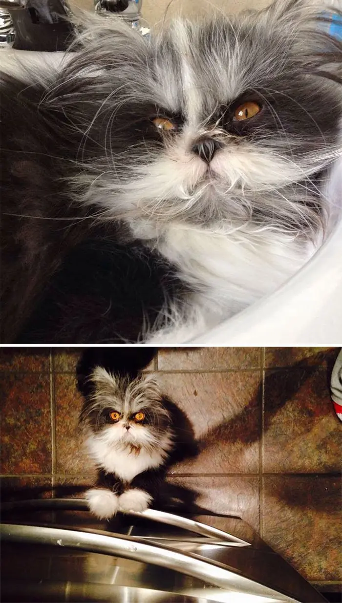 gatos enojados