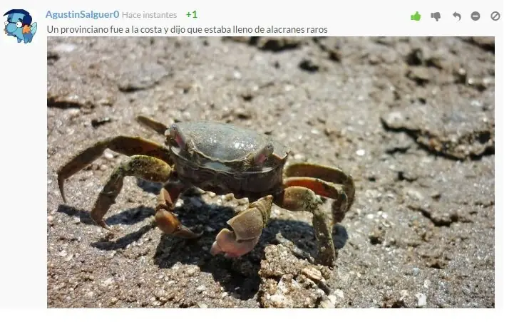 Ayer pise a un alacrán y te lo cuento