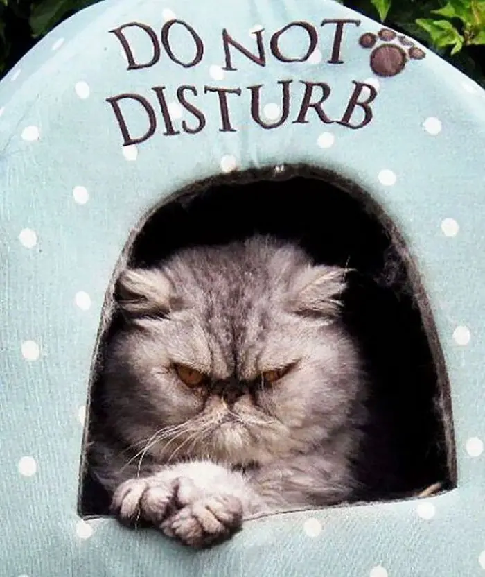 imagenes de humor de gatos