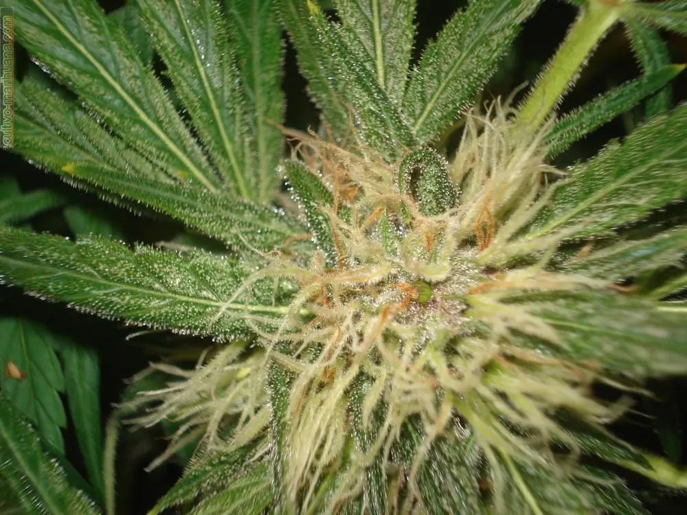 Tipos de Marihuana y sus efectos