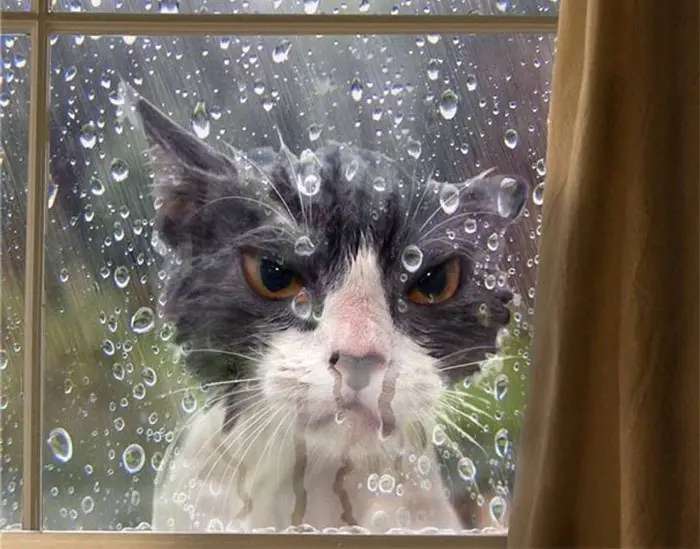 humor gatuno