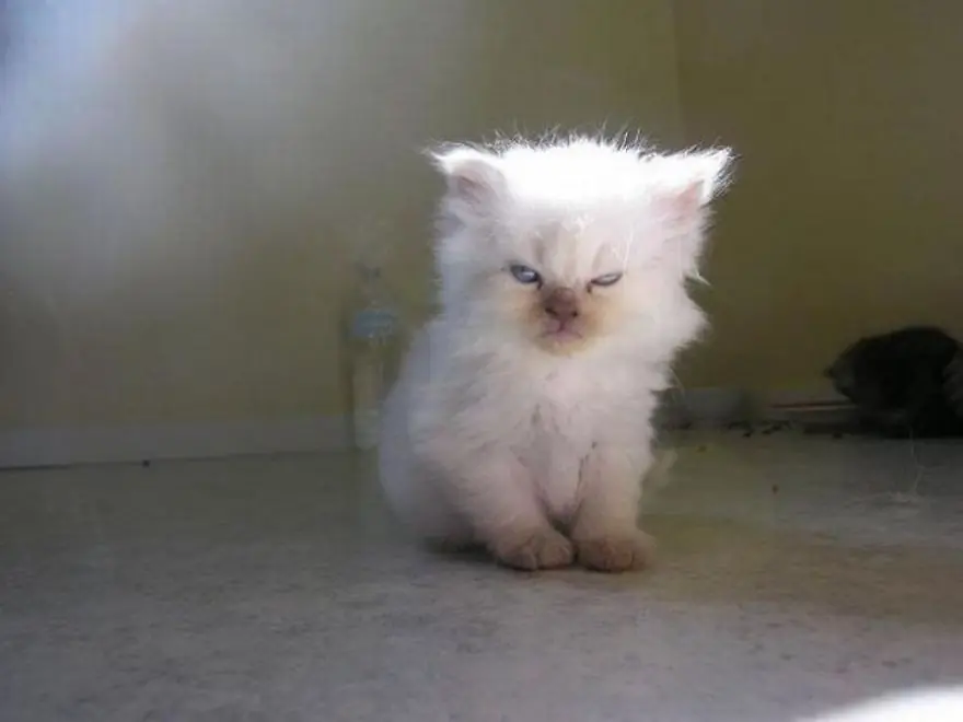 15 Gatos muy enfadados contigo, deseándote una muerte lenta