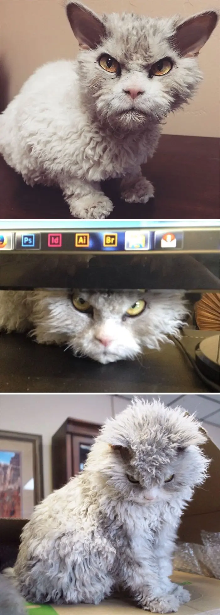 humor gatuno