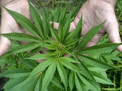 efectos