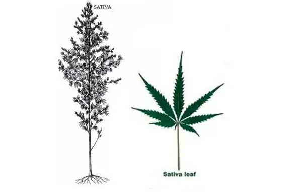 marihuana