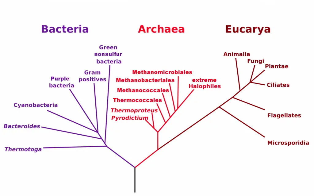 Ciencia