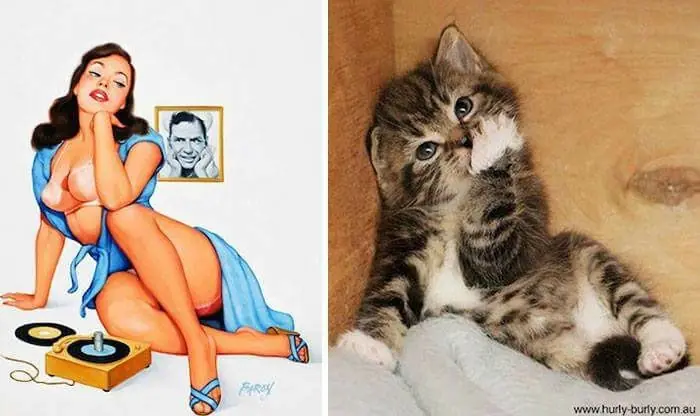 gatos en poses extranas