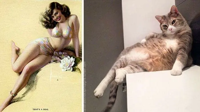 gatos como chicas sexys