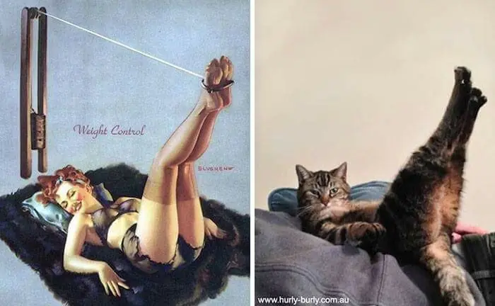 Gatos como chicas sexys pin-up