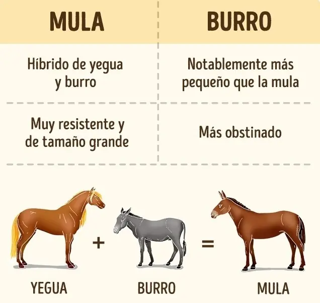 8 Sencillas cosas que confundimos desde la escuela.