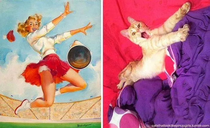 humor gatuno
