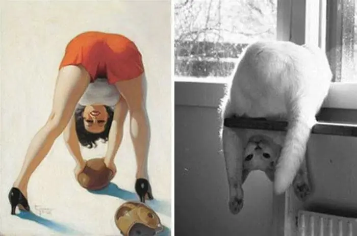 gatos en poses extranas
