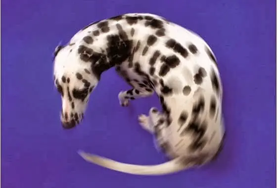 curiosos