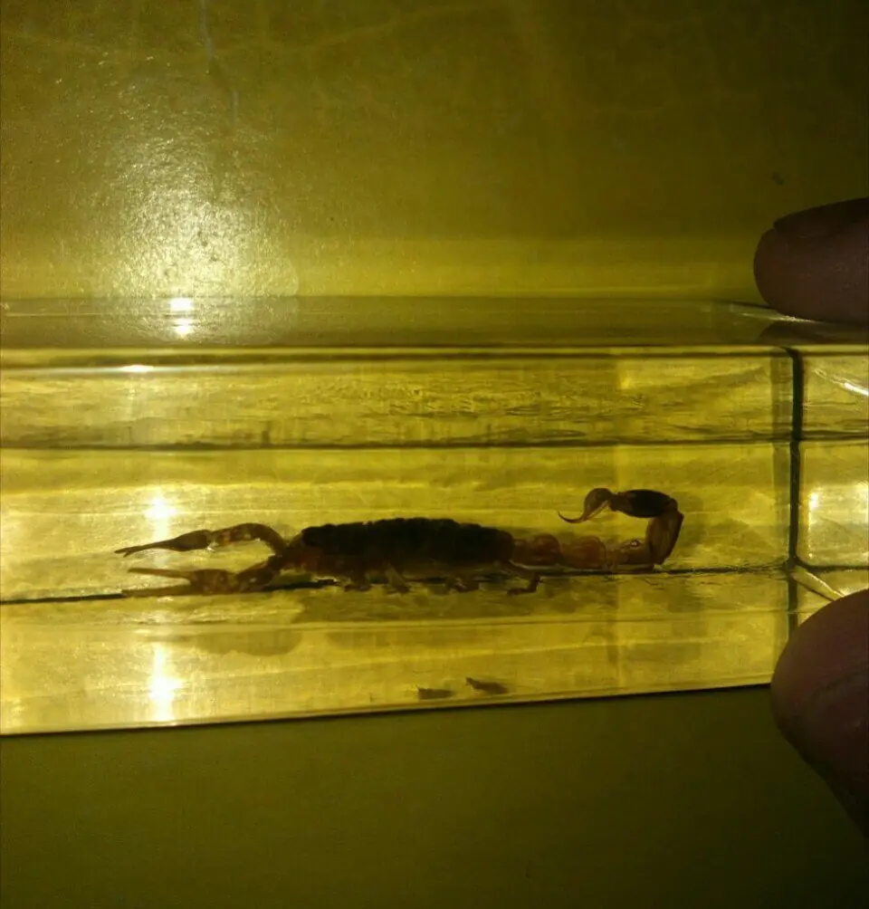 alacran alacran