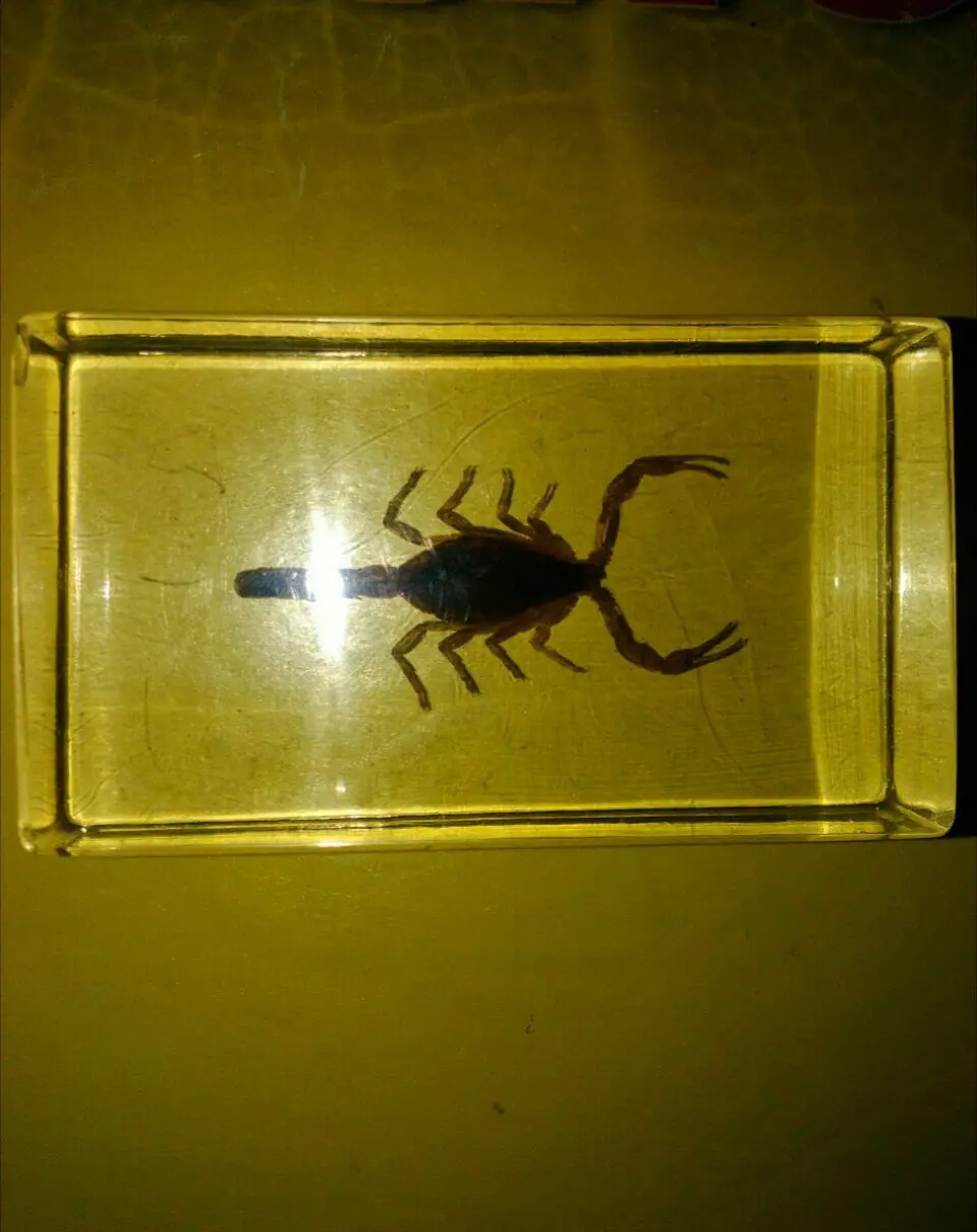 alacran alacran