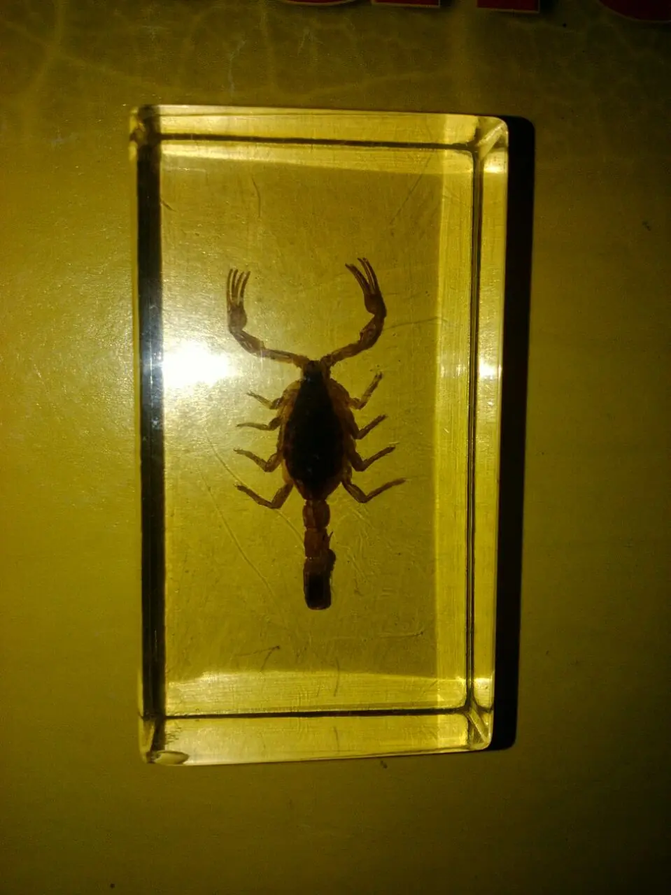 escorpion escorpion