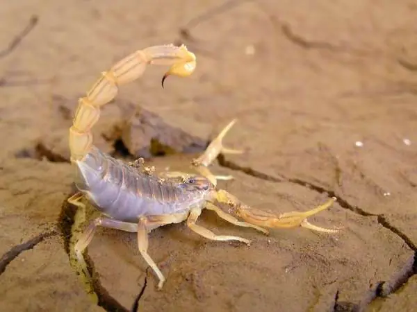 escorpion dorado