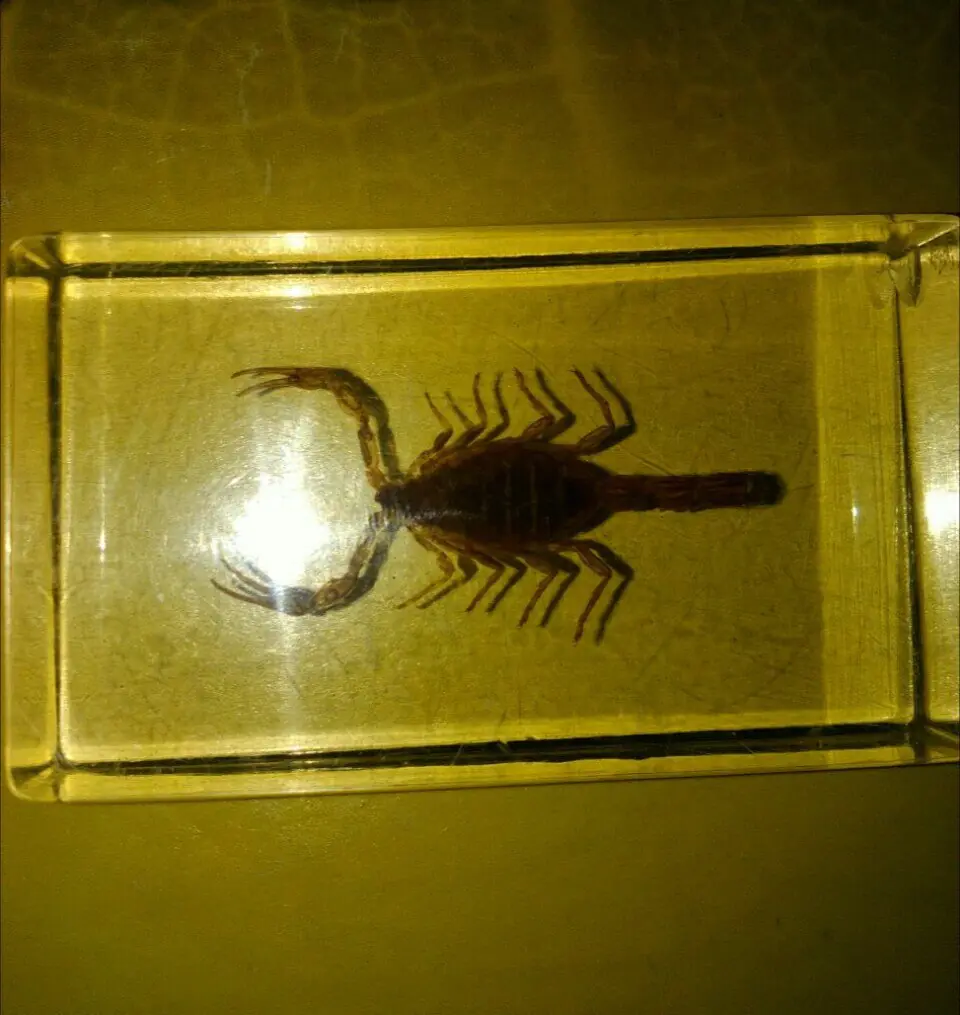 escorpion escorpion