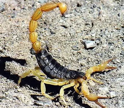 Scorpionida Scorpionida