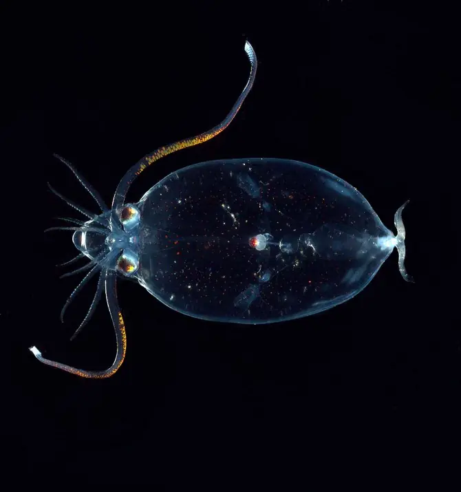 Animales transparentes que, aunque no lo creas, existen!
