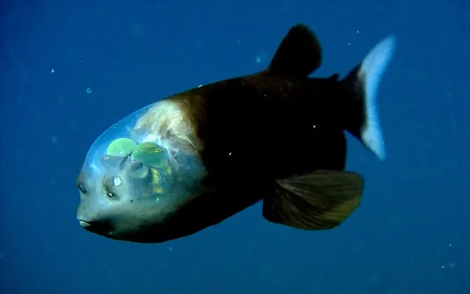 Animales transparentes