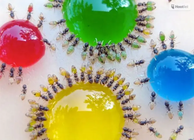 Animales transparentes que, aunque no lo creas, existen!