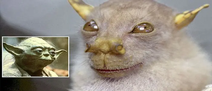 10 animales para el asombro que seguramente no conocías!!