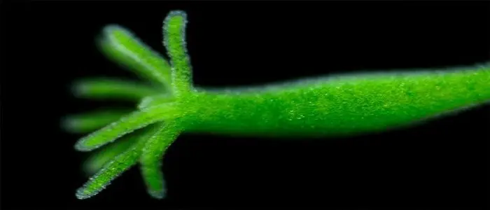 10 animales para el asombro que seguramente no conocías!!