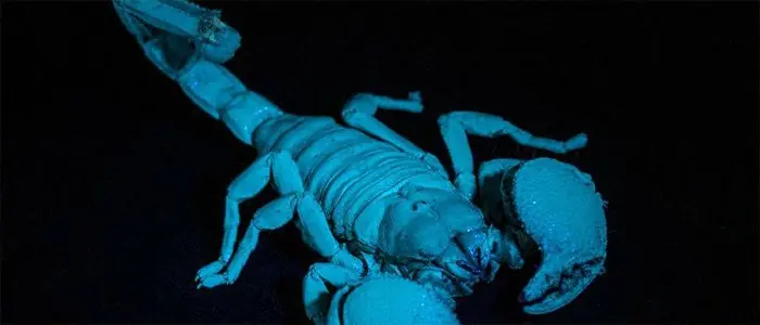 gamba mantis