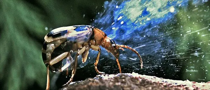 escorpion emperador azul