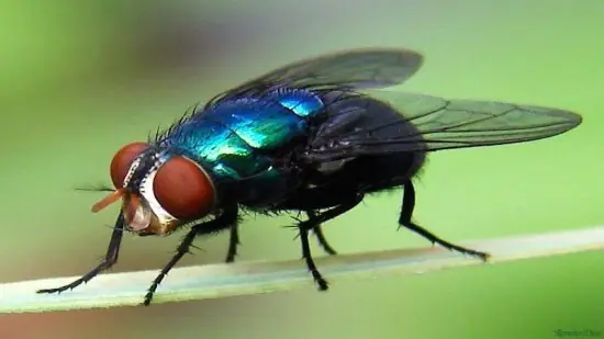 mosca