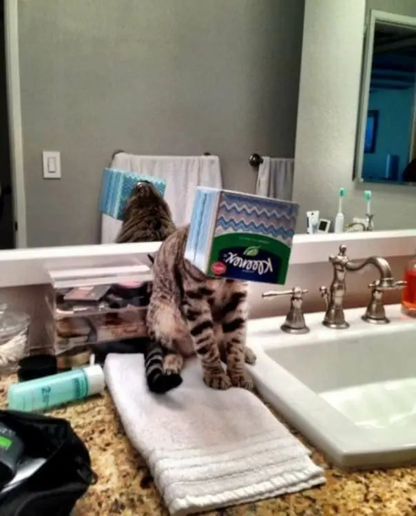 Gatos que tomaron malas decisiones Parte 2