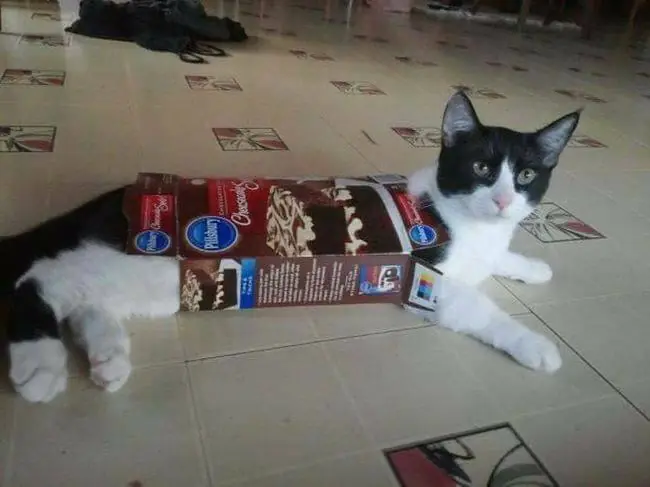 humor gatuno