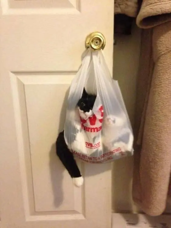 Gatos que tomaron malas decisiones Parte 2