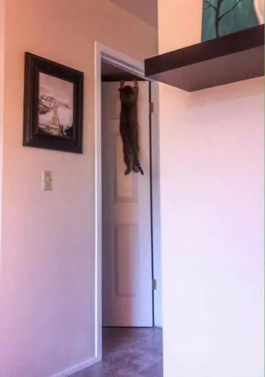 gatos que tomaron malas decisiones