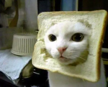 imagenes de gatos