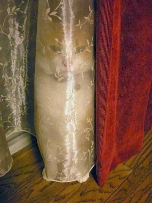 gatos que tomaron malas decisiones