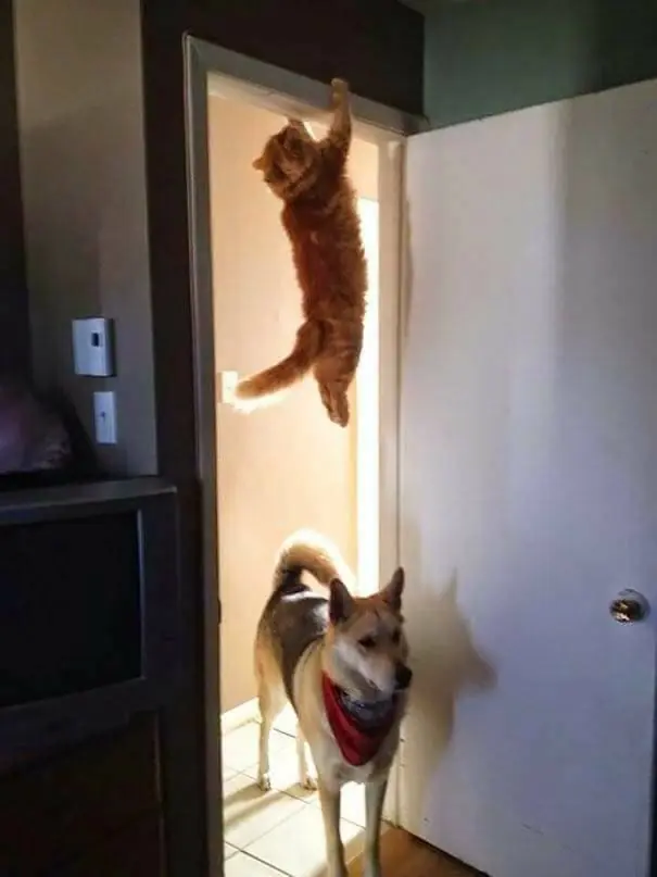 imagenes de gatos
