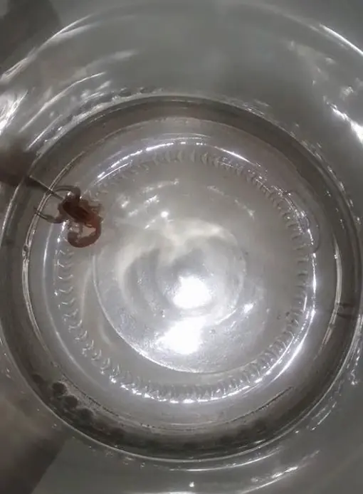 Tengo alacranes y te lo muestro (certificado)