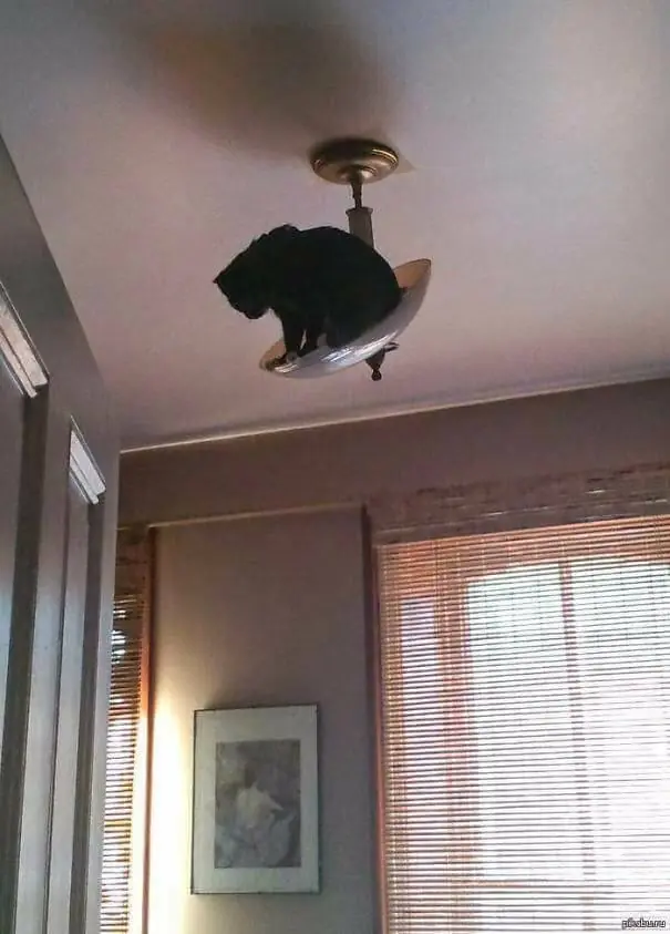 humor gatuno
