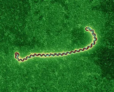asombrosa bacteria