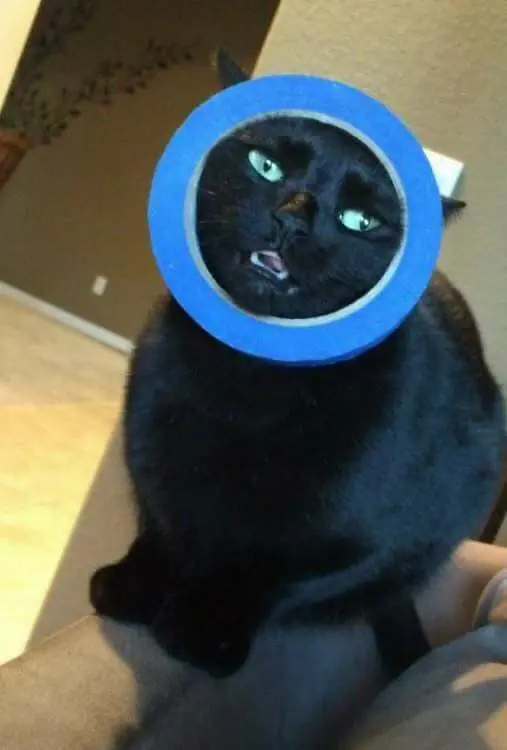 Gatos que tomaron malas decisiones Parte 2