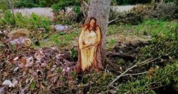 ¡Milagro! Talaron un árbol y apareció Jesús