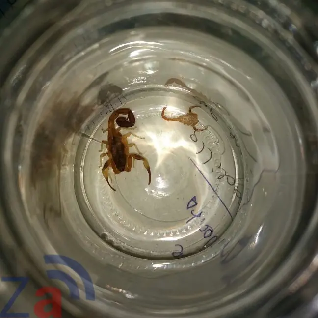 Tengo alacranes y te lo muestro (certificado)