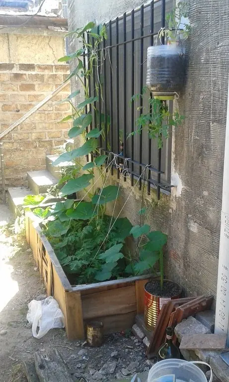 tomates