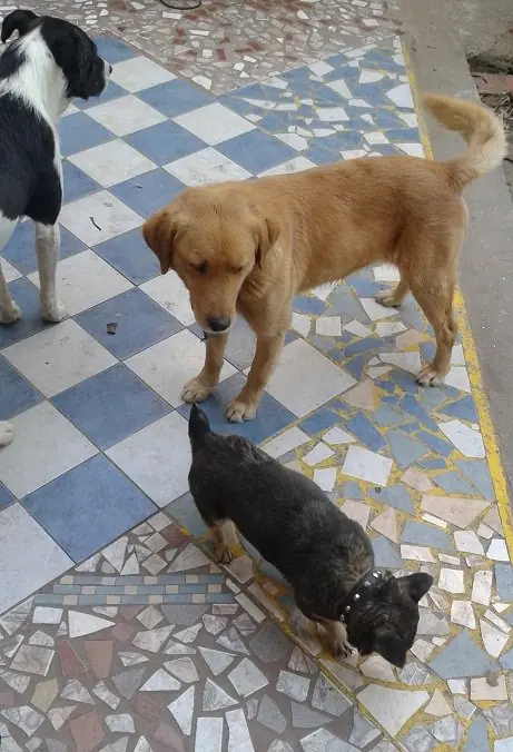 Pasa que te muestro mi Patio