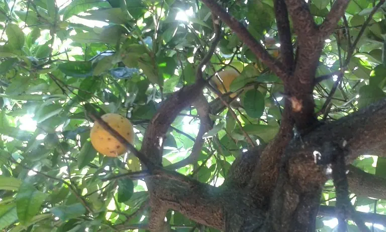 loro