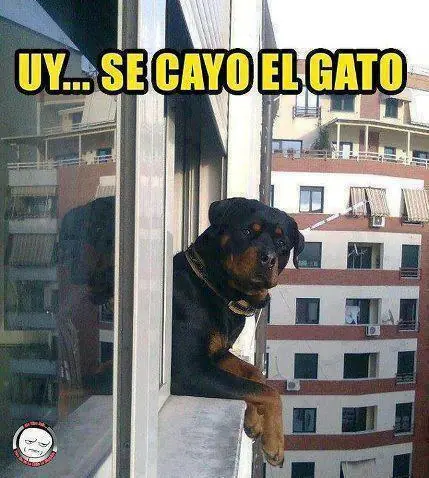 culos enormes