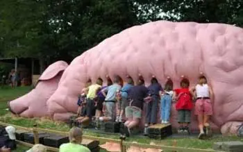 polvo