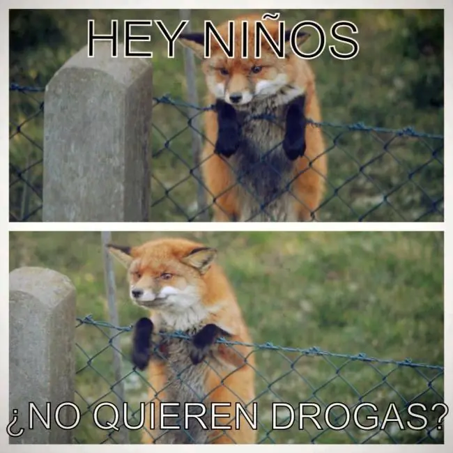 culos enormes